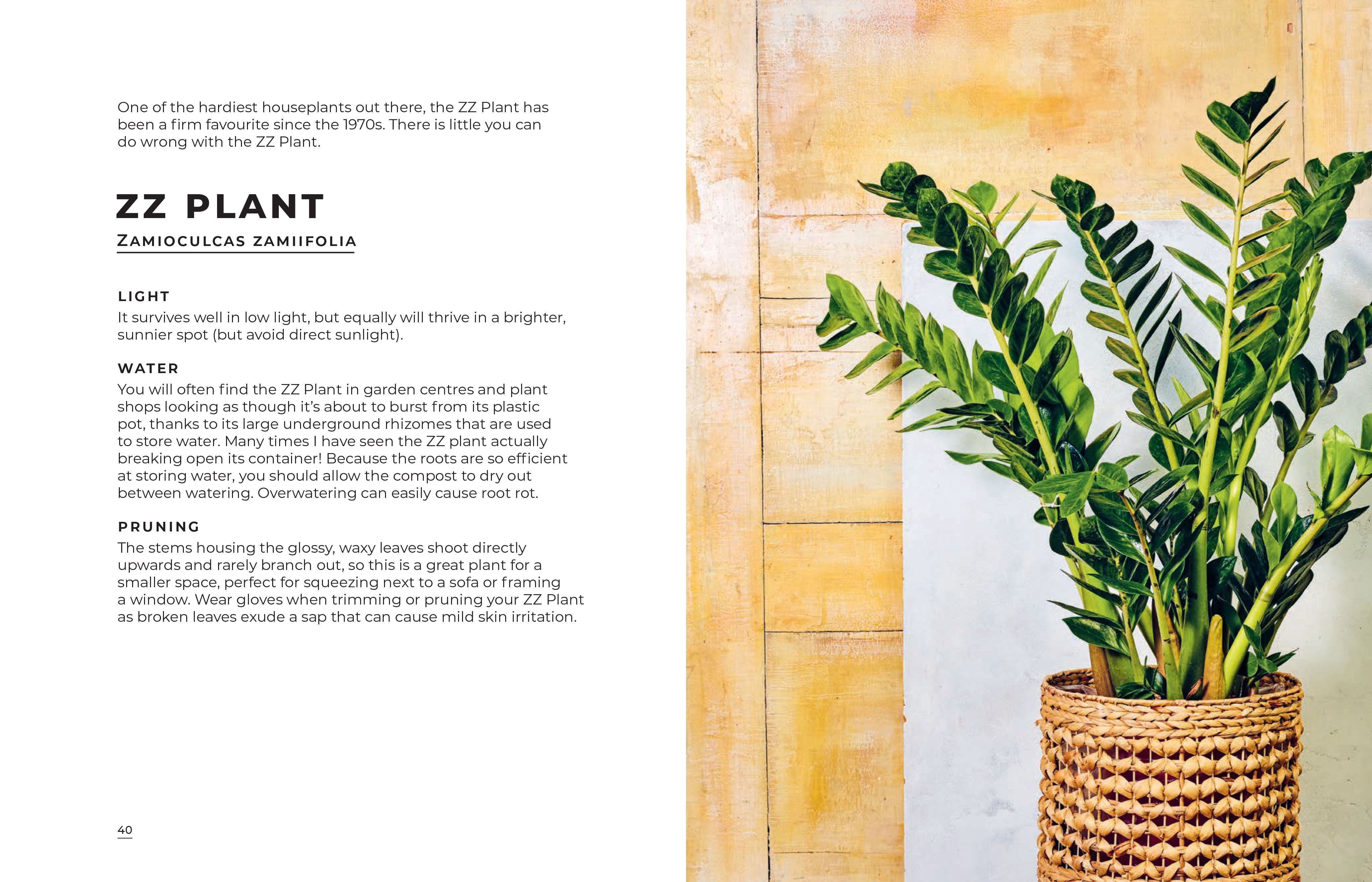 Big book of house Plants