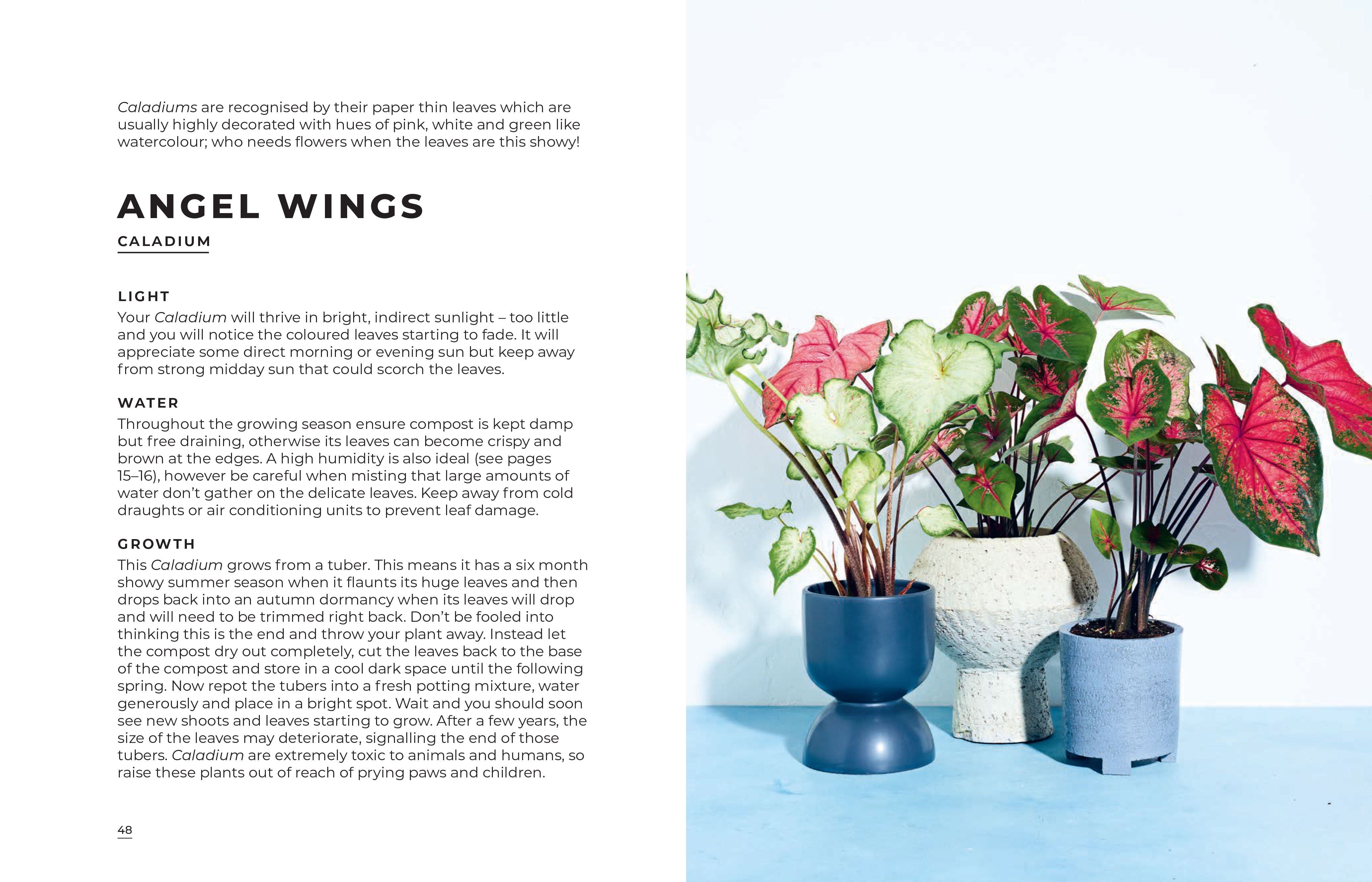 Big book of house Plants