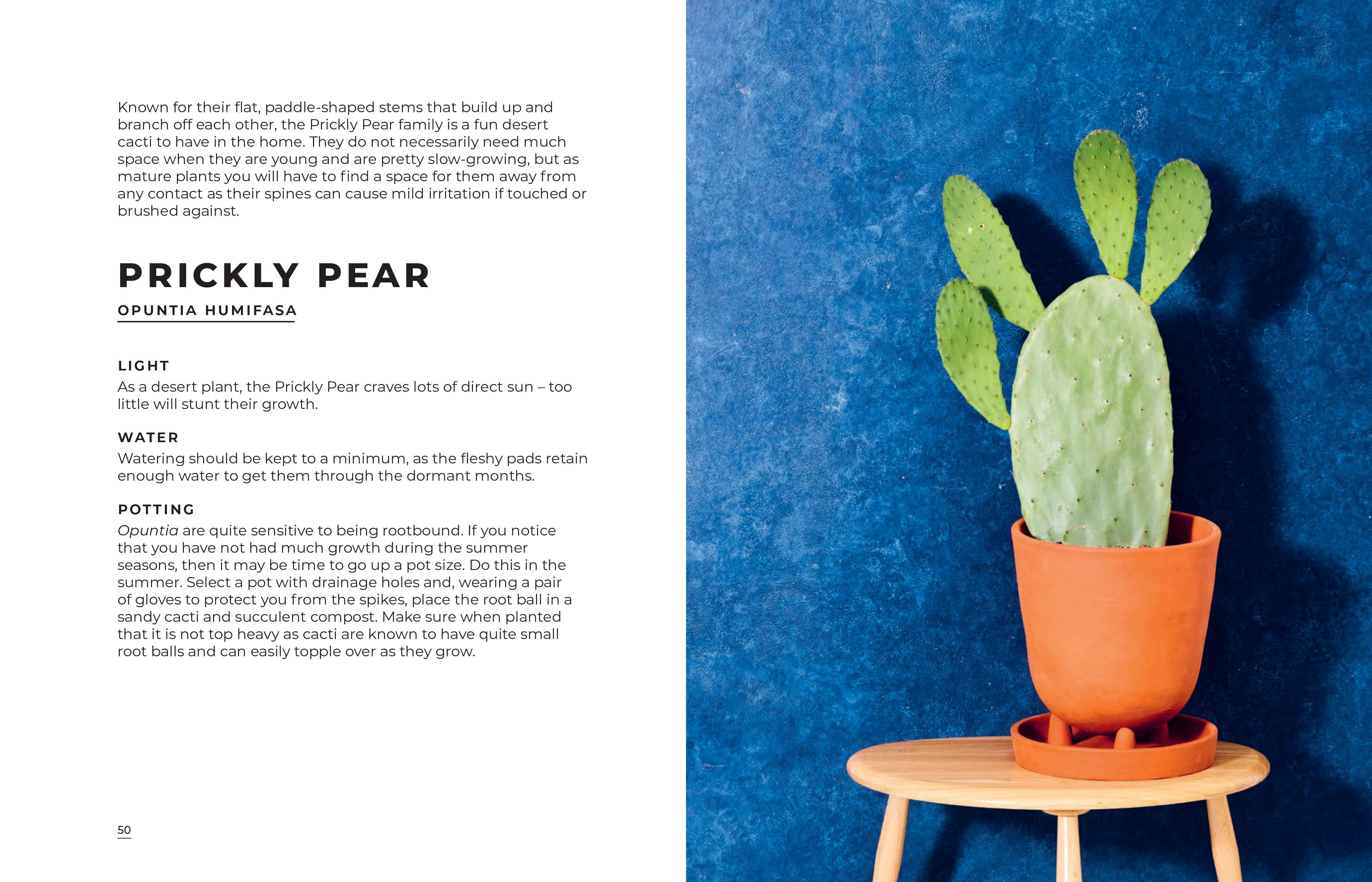 Big book of house Plants