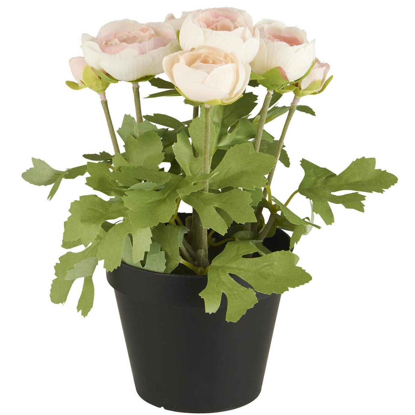 Ranunculus in pot