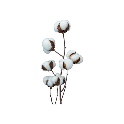 Natural Cotton Stem