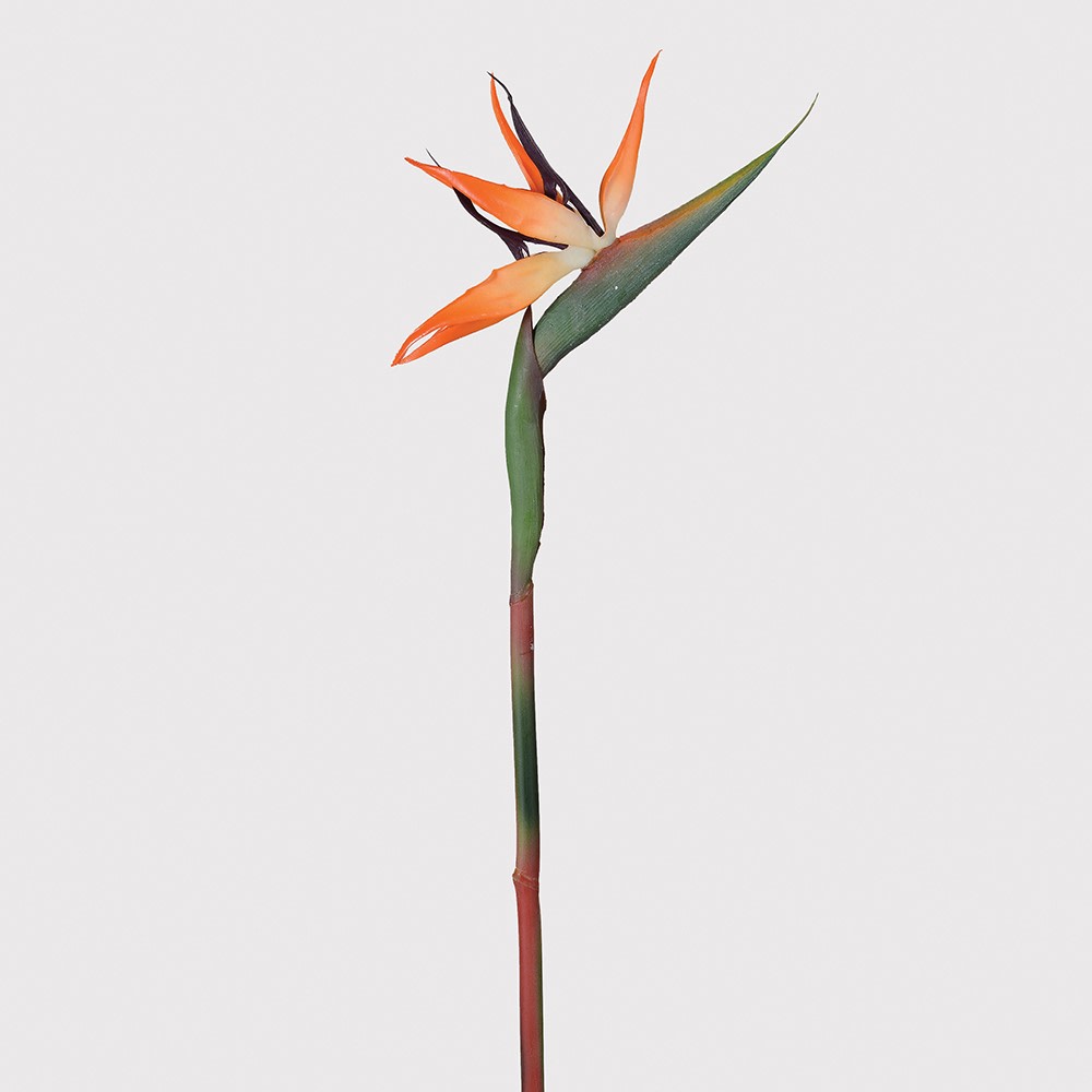 Orange Bird of Paradise