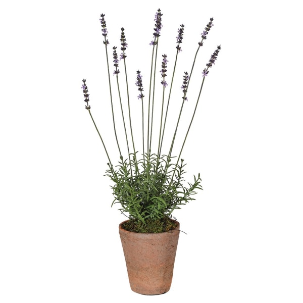 Lavender in Terracotta pot