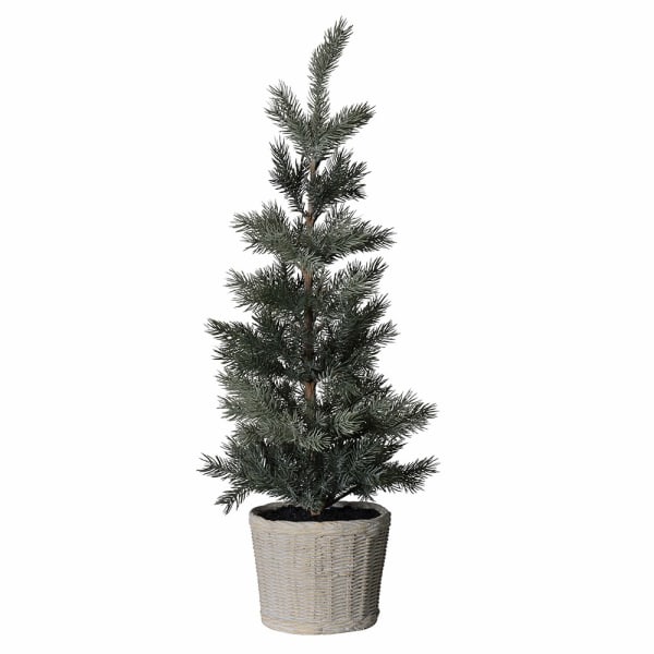 Pine Tree in Clay Pot