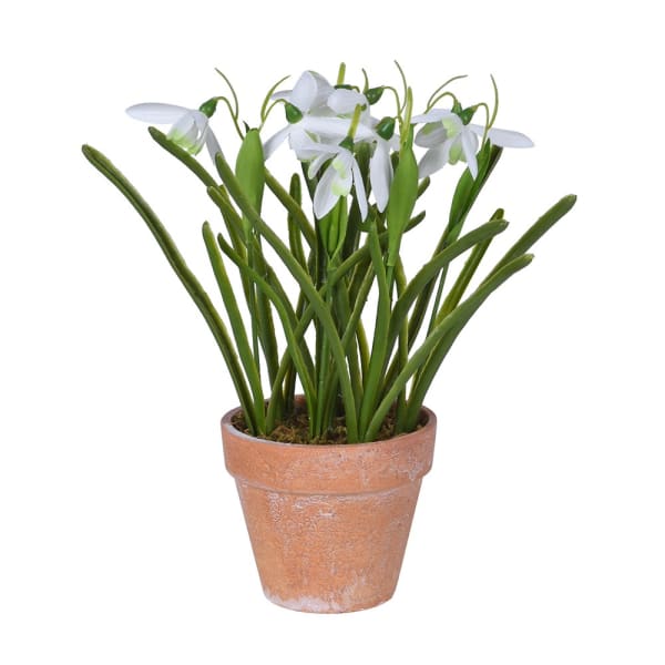 Snowdrops in Pot