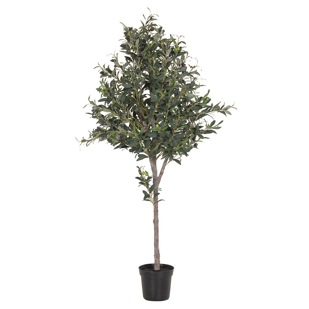 Large Olive Topiary in Black Plastic Pot