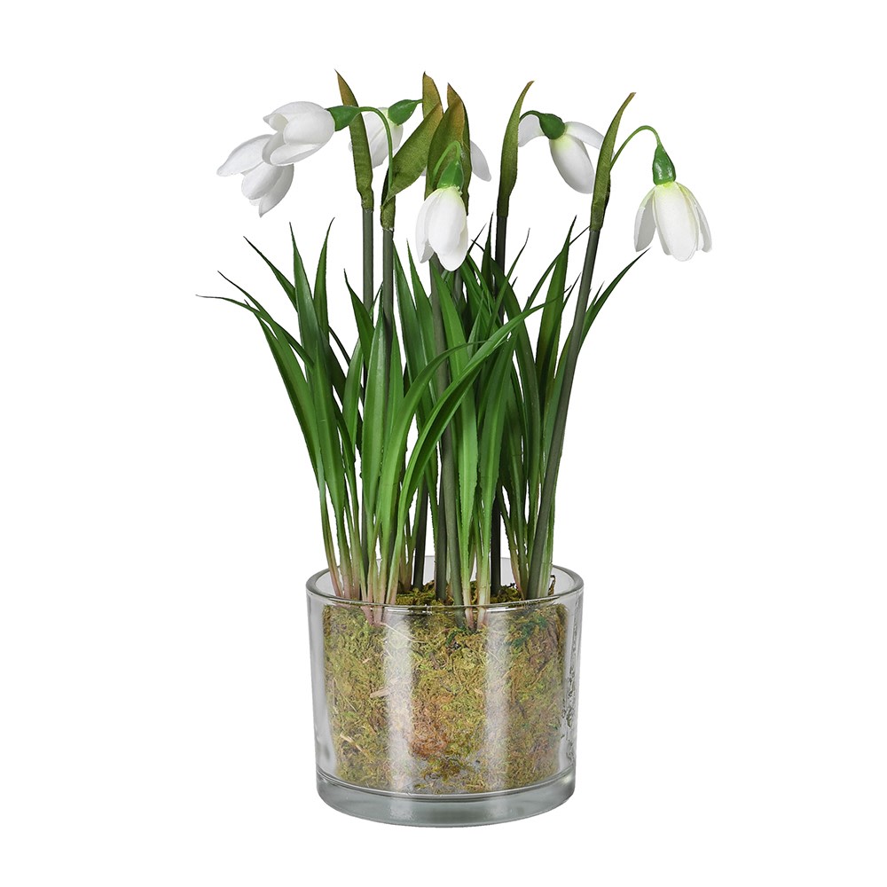 Snowdrop Plant
