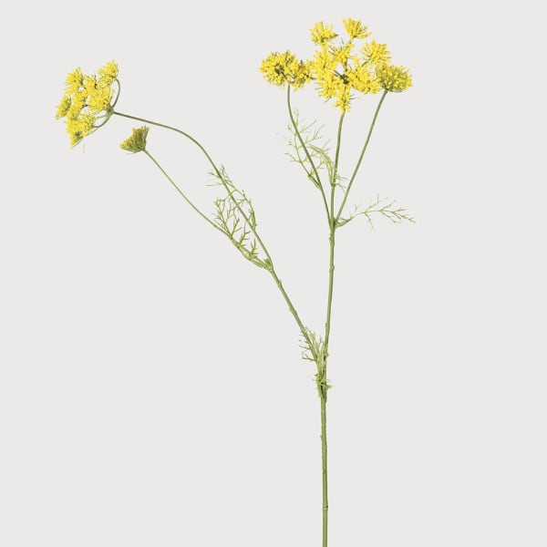 Yellow Faux Wild Fennel