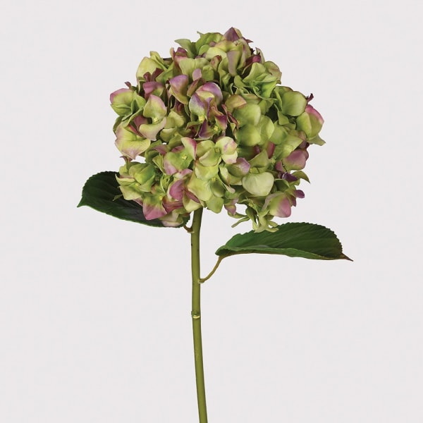 Hydrangea Pistachio & Aubergine