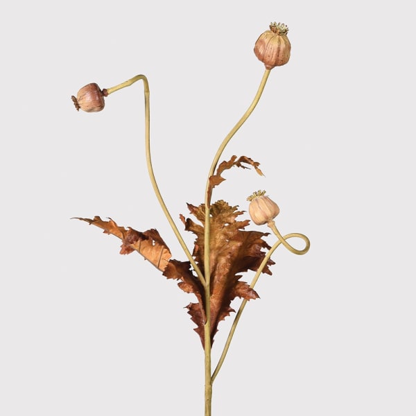 Poppy Seed Stem