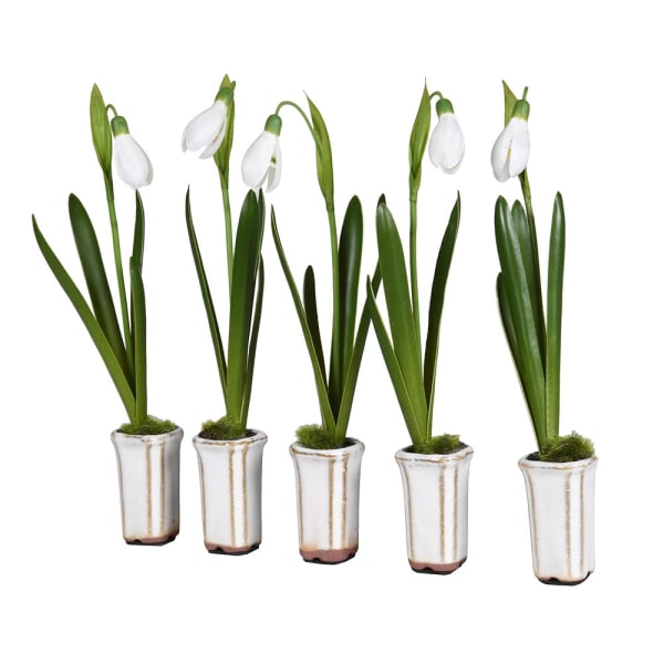 Five potted plants with white flowers and green leaves on a white background
