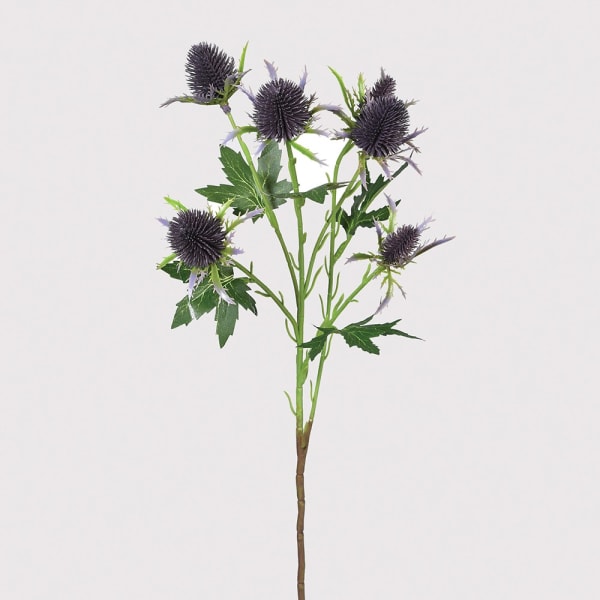 Purple Thristle