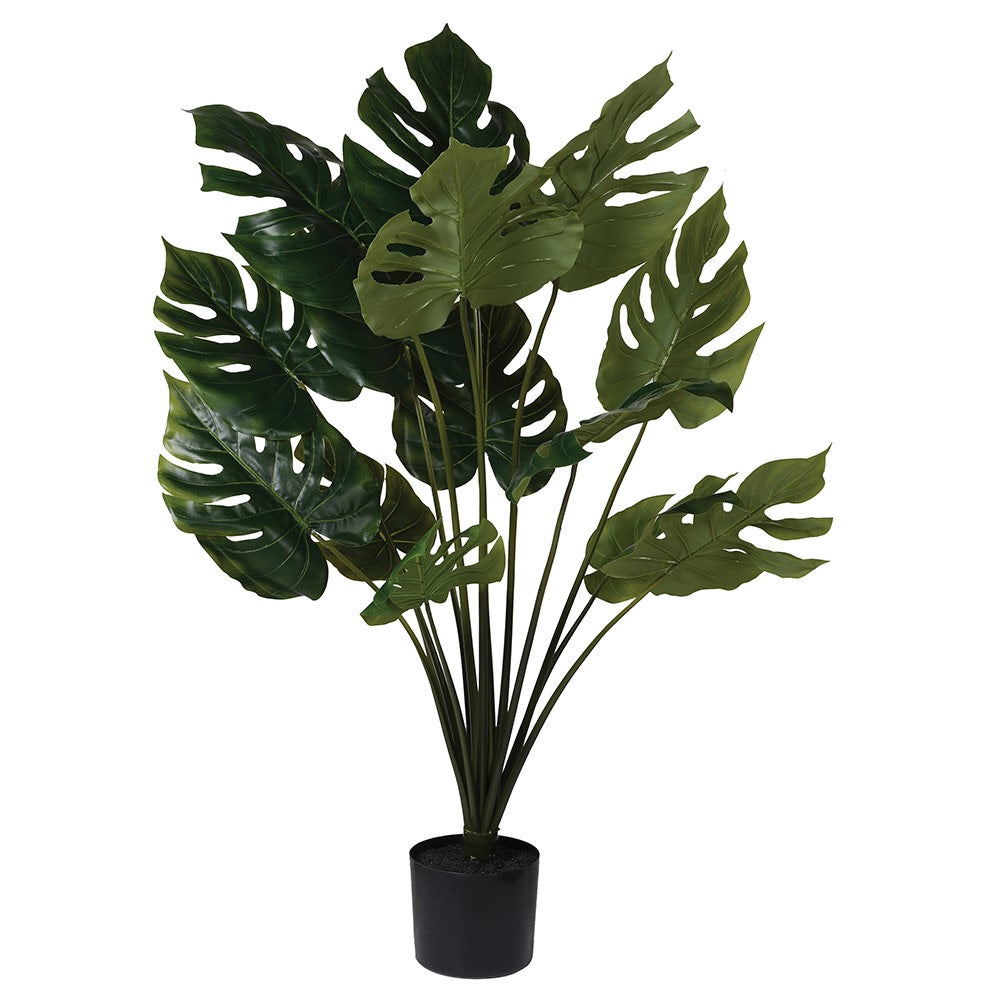 Potted Monstera