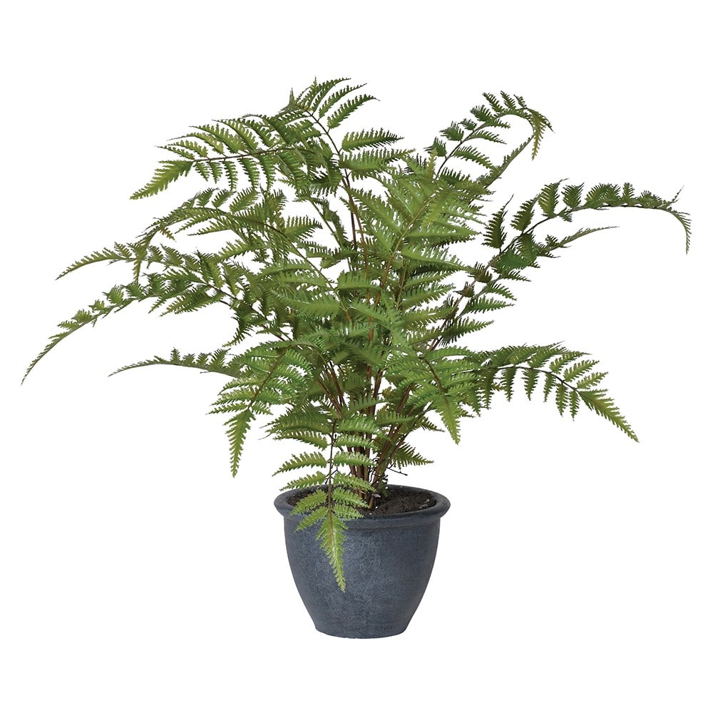 Potted Fern