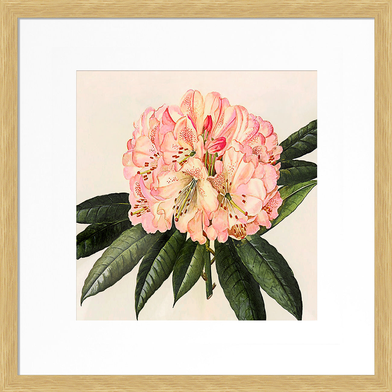 Pink Botanical