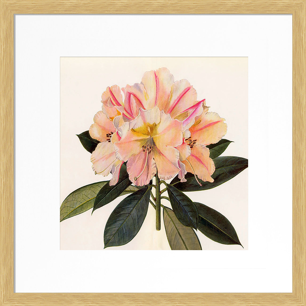 Pink Botanical