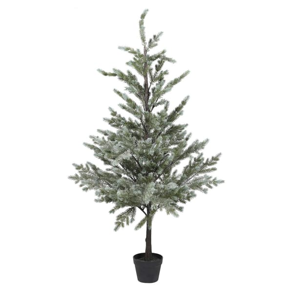 Noble Pine Tree
