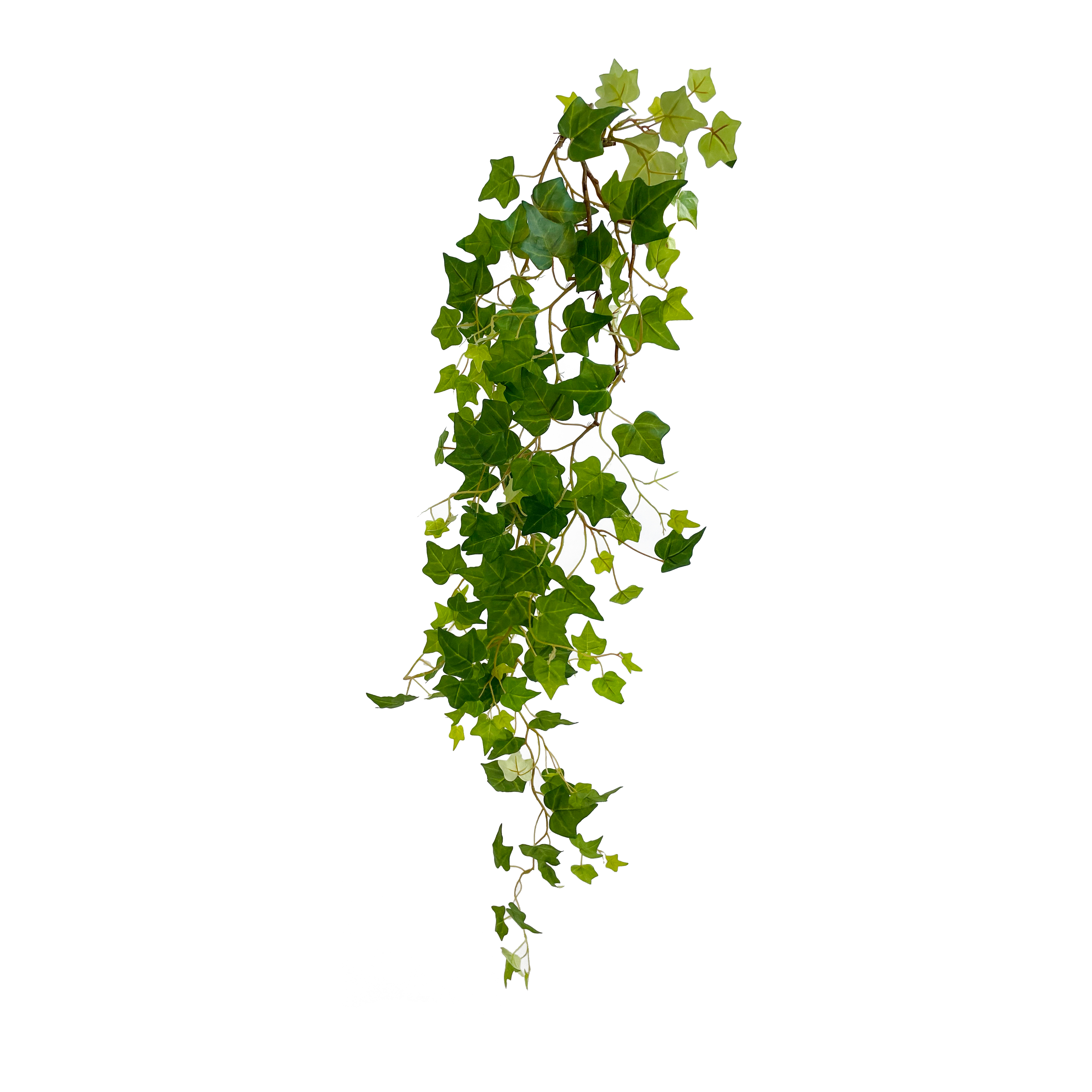 Ivy Vine