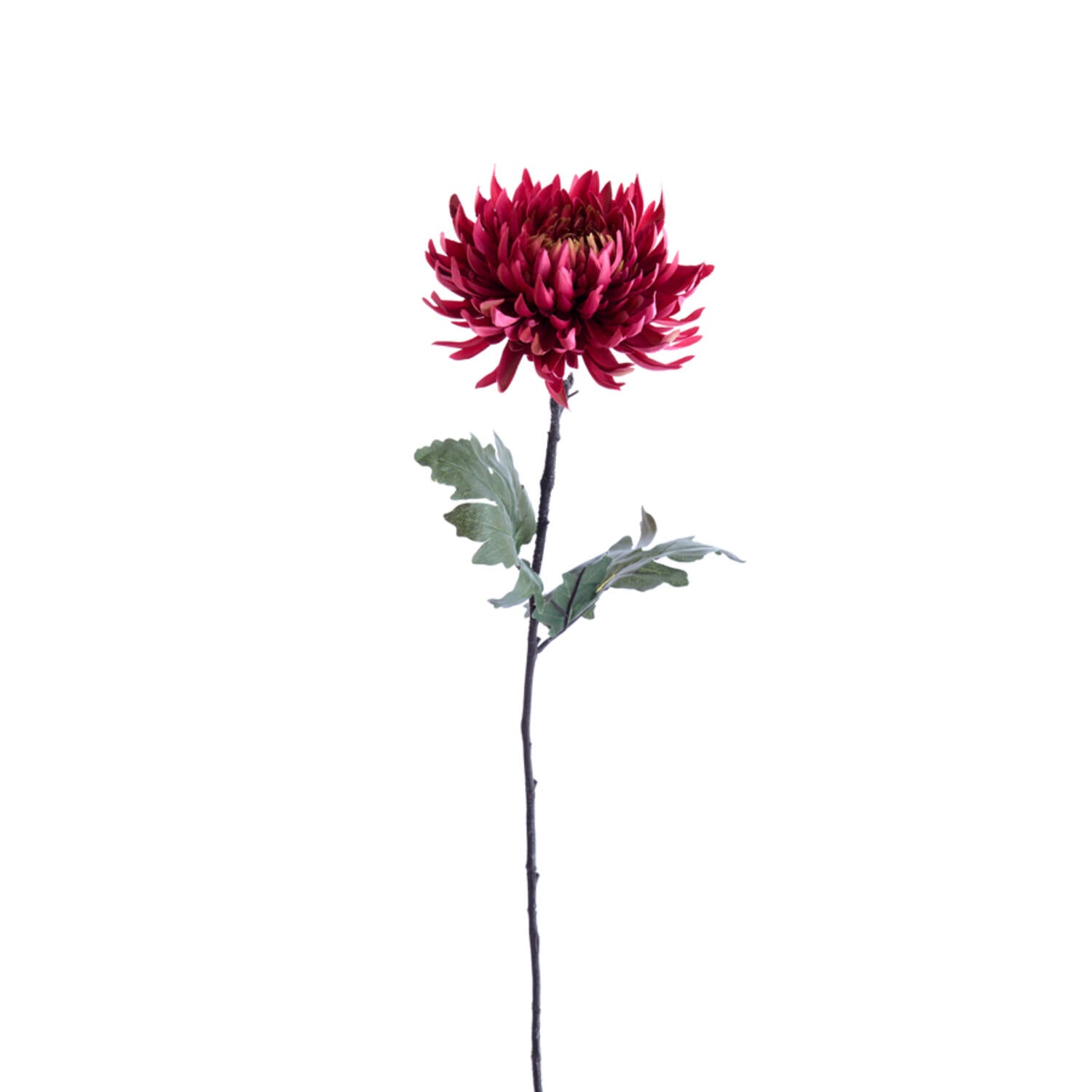 Chrysantheme