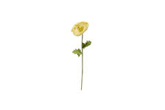 Cato Flower