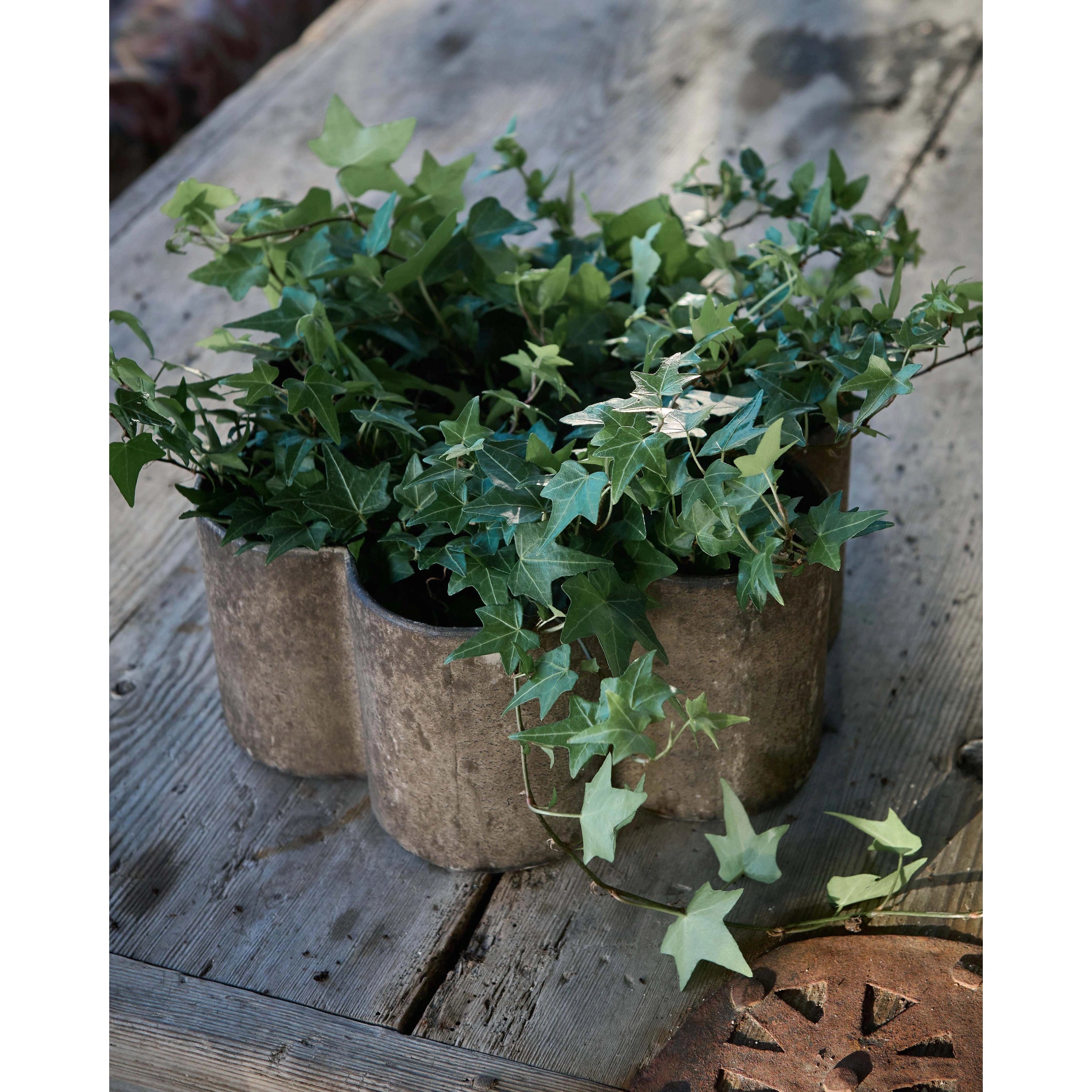 Bloom Planter