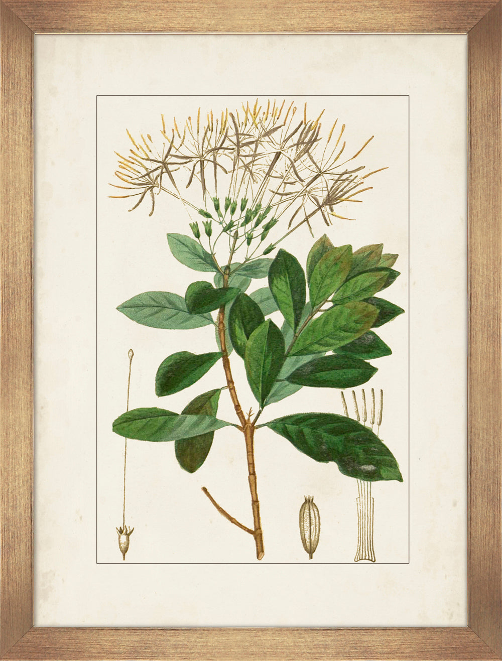 Antique Botanicals  Print