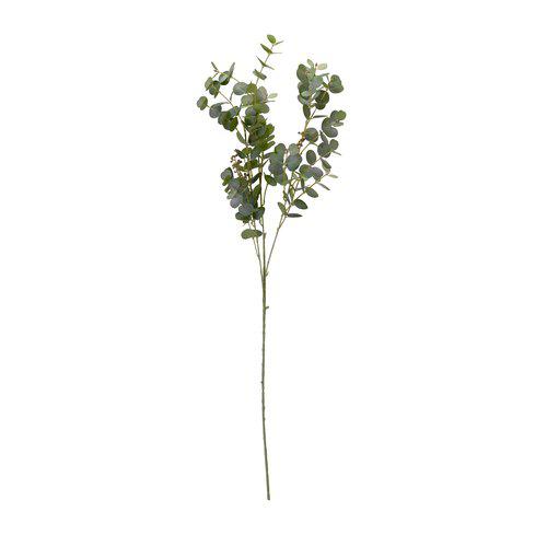 Tall Eucalyptus Stem