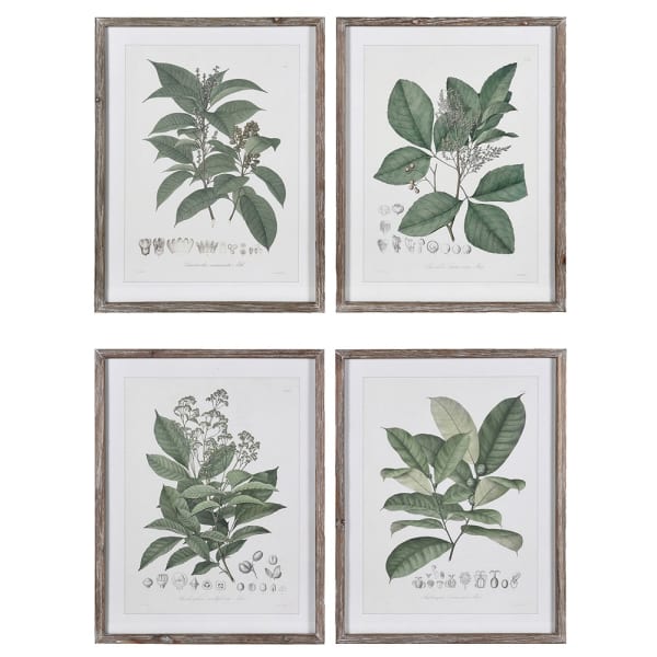 Set of 4 Botanical Herb Prints