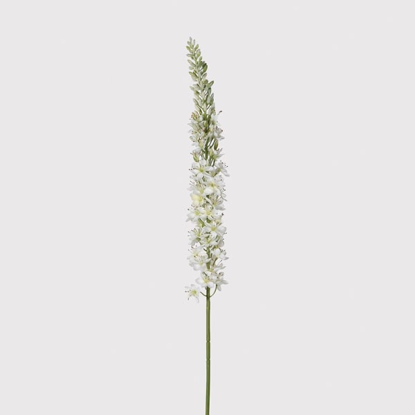 Eremurus Spray