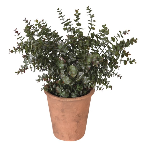 Eucalyptus Plant