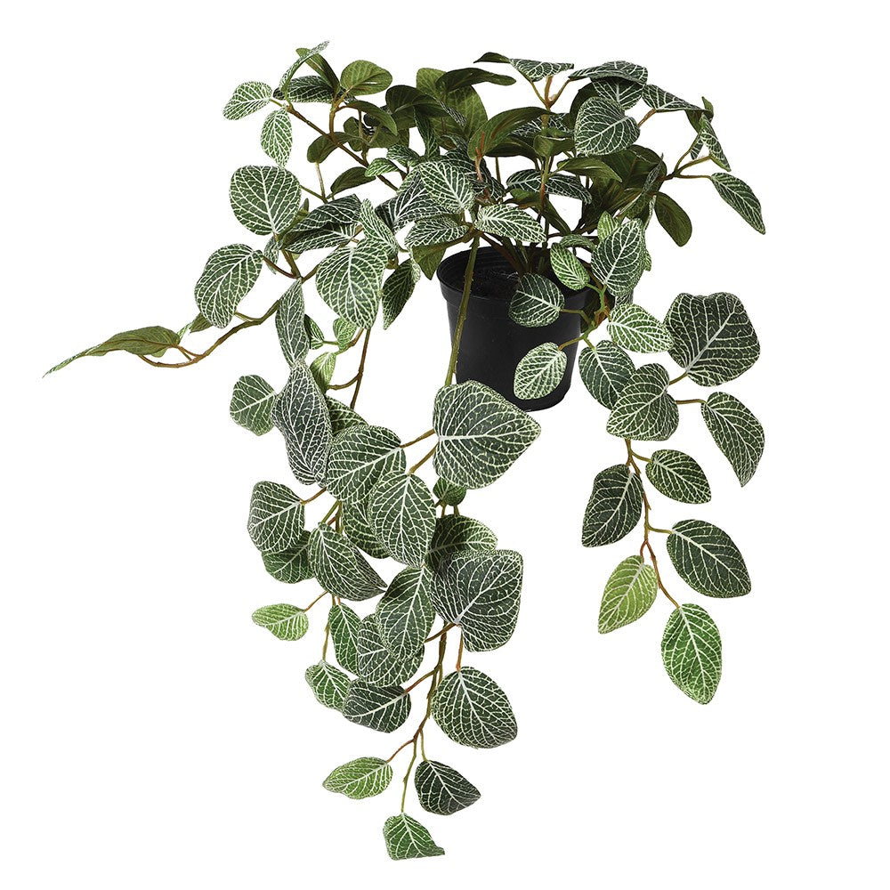 Fittonia Plant in pot