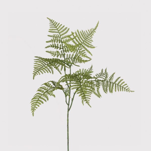 Asparagus Stem