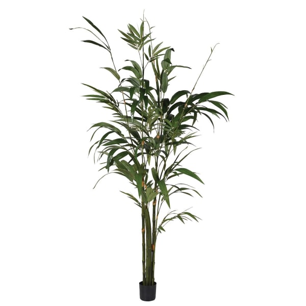 Potted Bamboo Palm Tree