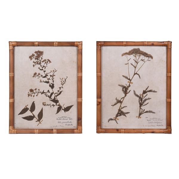Two framed botanical prints with decorative bamboo frames on a white background.