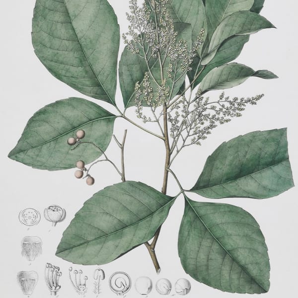 Set of 4 Botanical Herb Prints