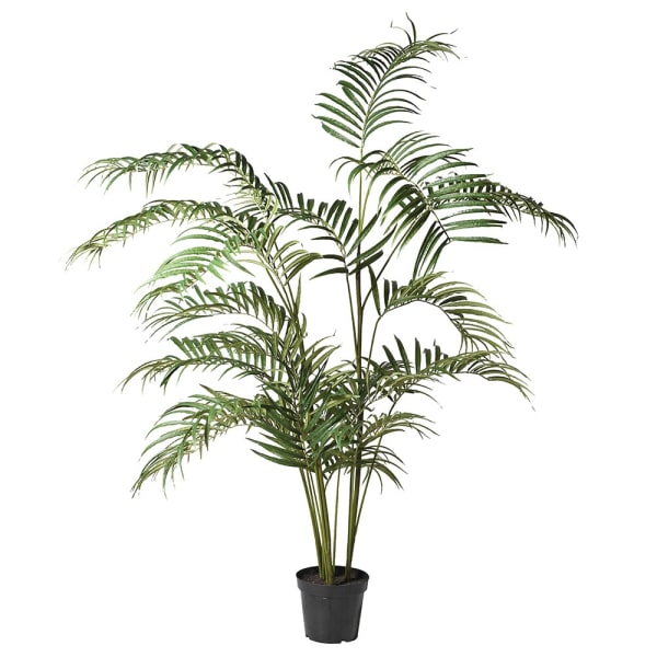 Palm Tree in pot