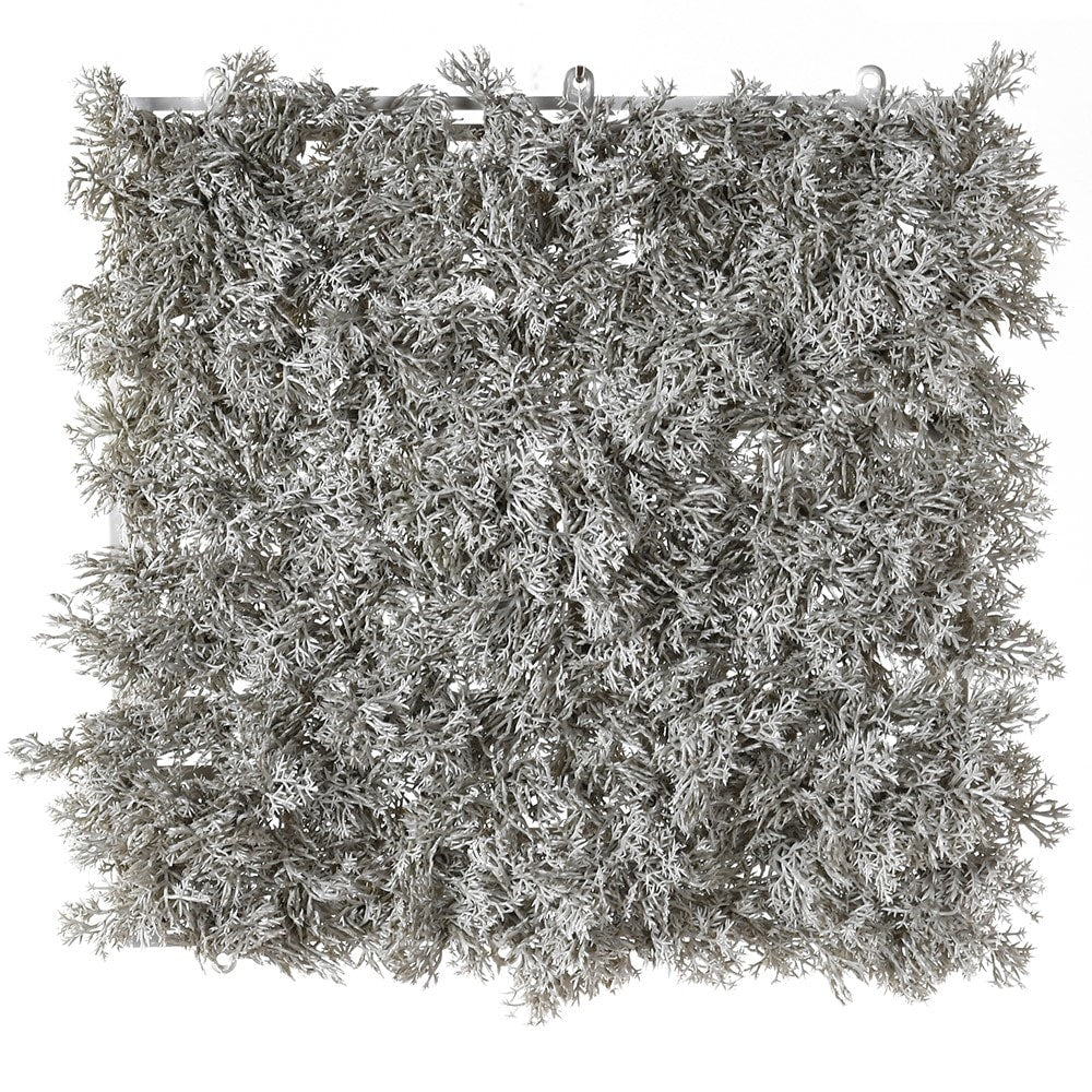 Reindeer Moss