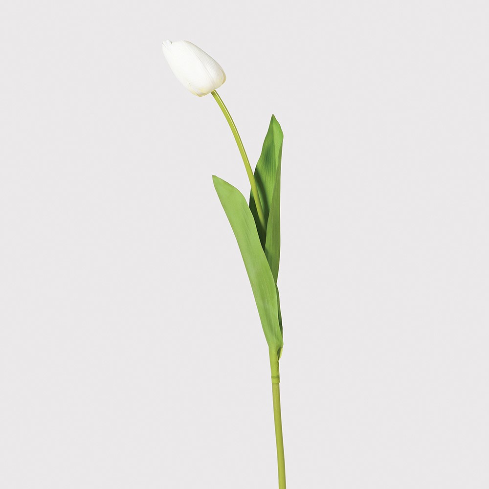 White Tulip Bud