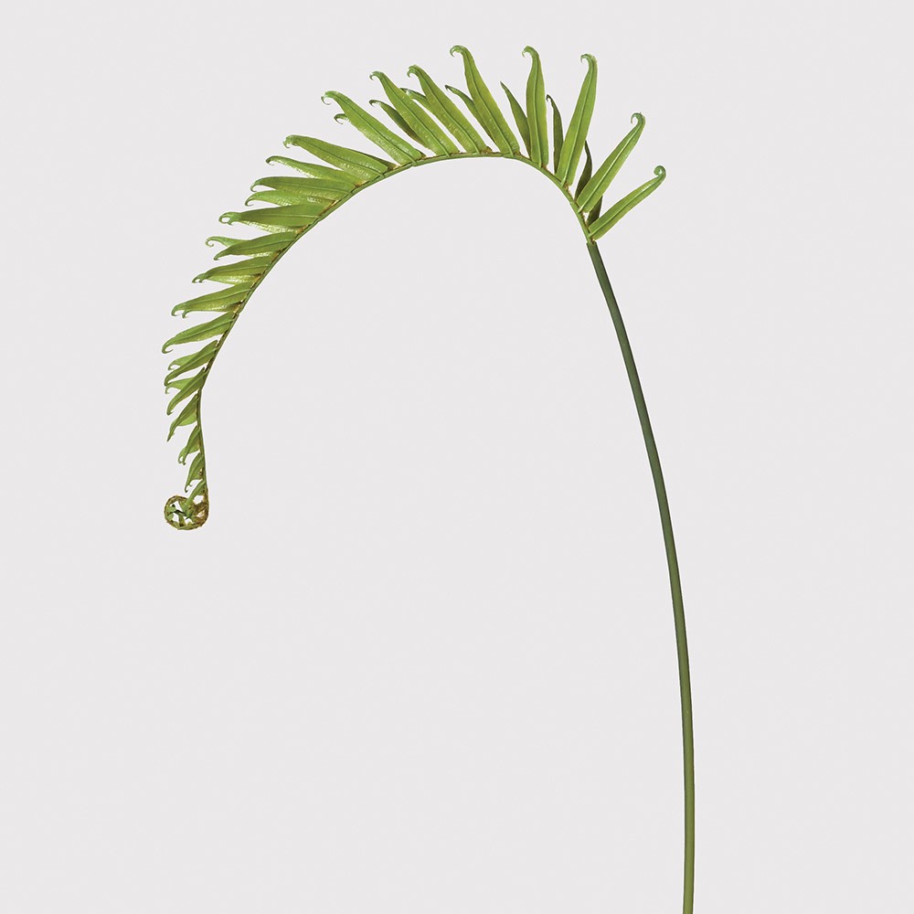 Green Fern Stem