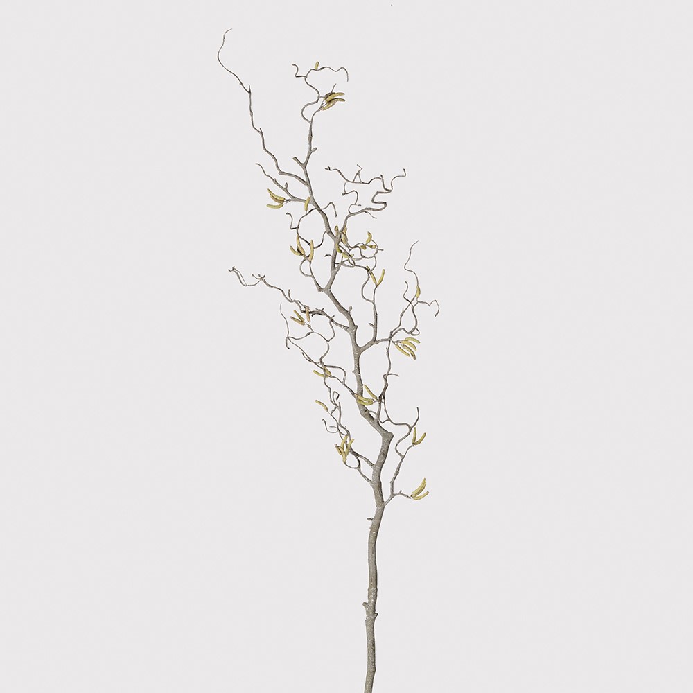Willow branch with catkins